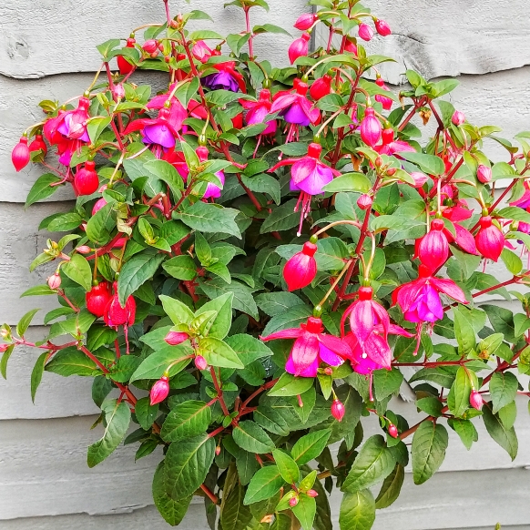 Plant image Fuchsia 'Beckie Lou'