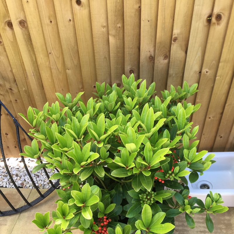Plant image Skimmia japonica 'Temptation'