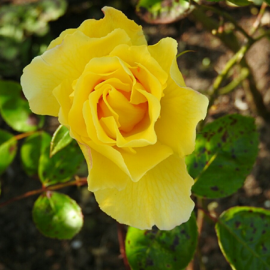 Plant image Rosa 'Bellaroma'