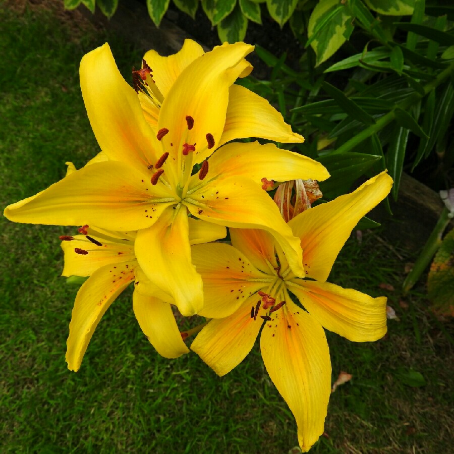 Lily