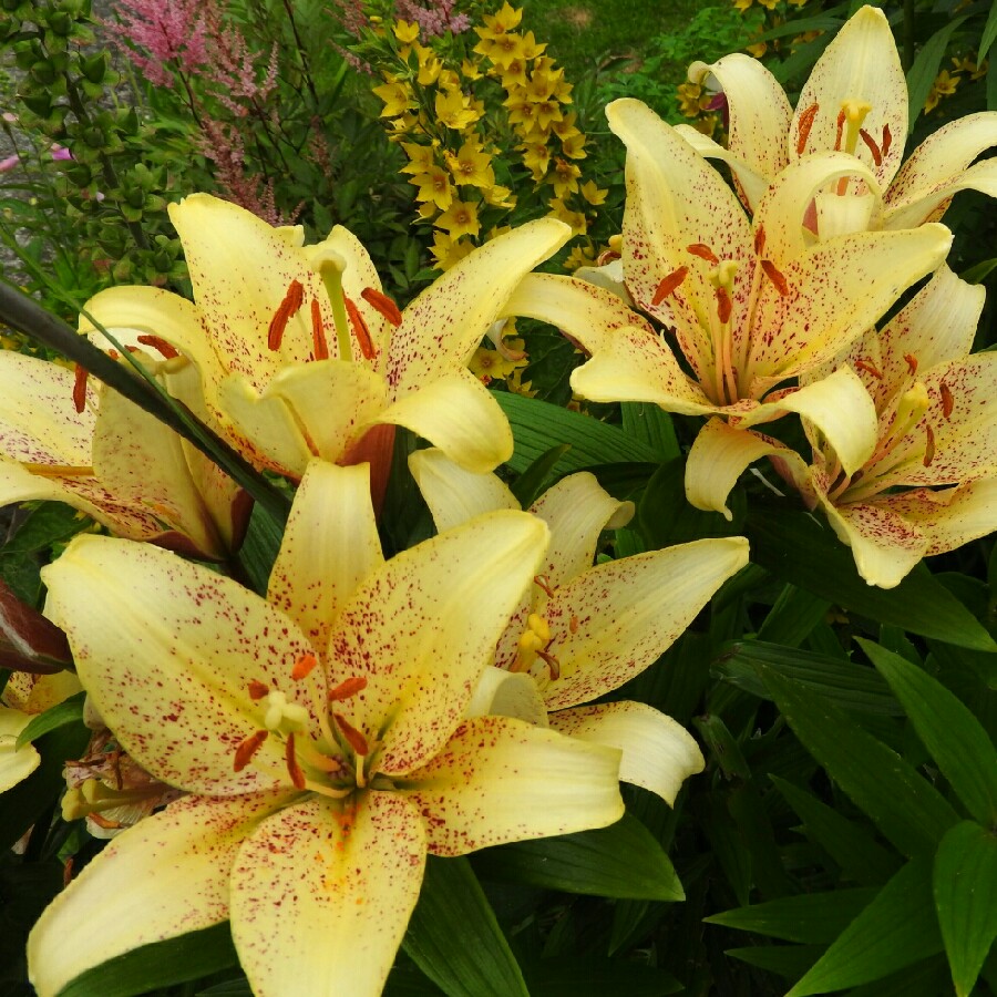 Lily
