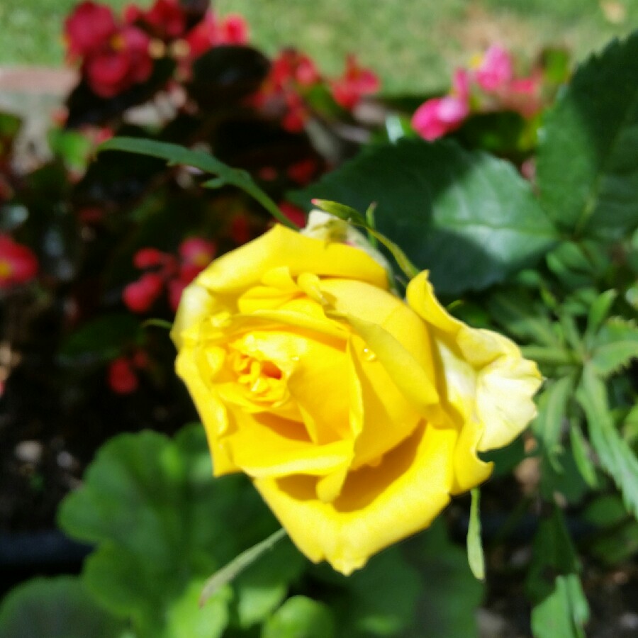 Plant image Rosa 'Bellaroma'