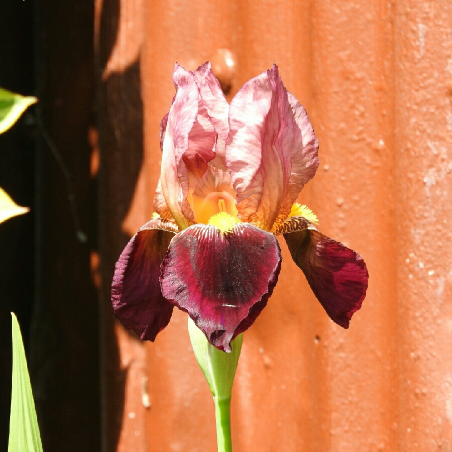 Iris