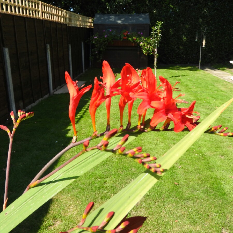 Montbretia