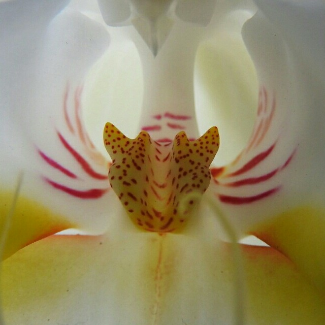 Slipper orchid