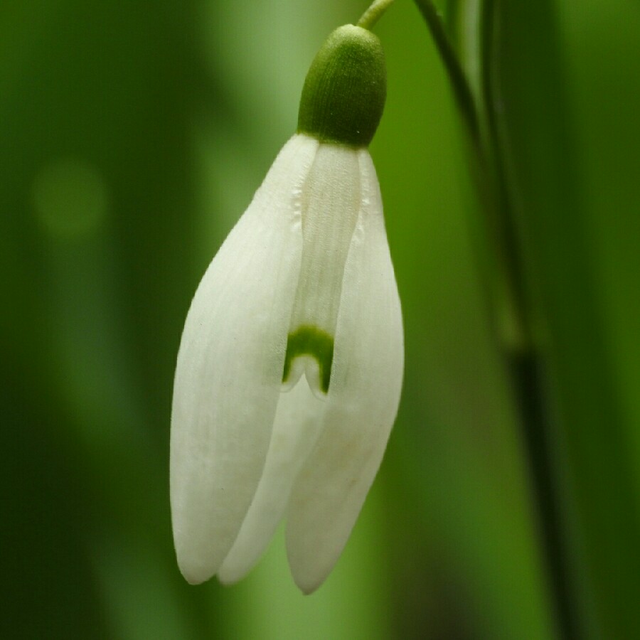 Snowdrop (Species) Common Snowdrop