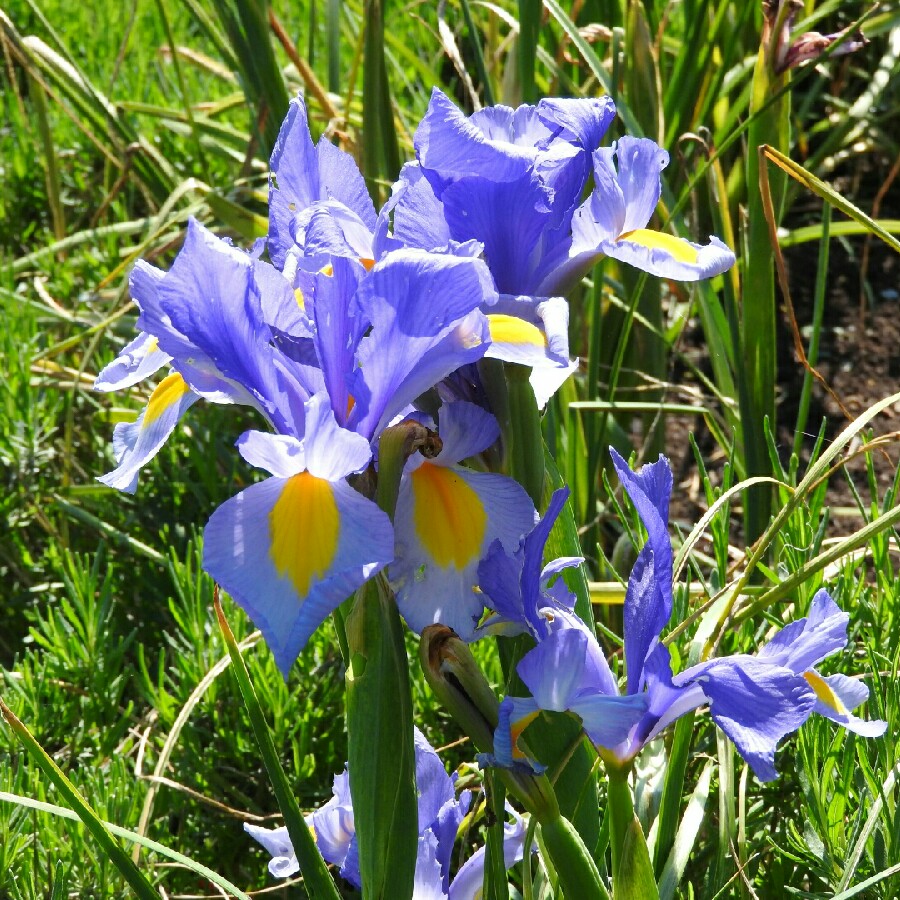 Iris