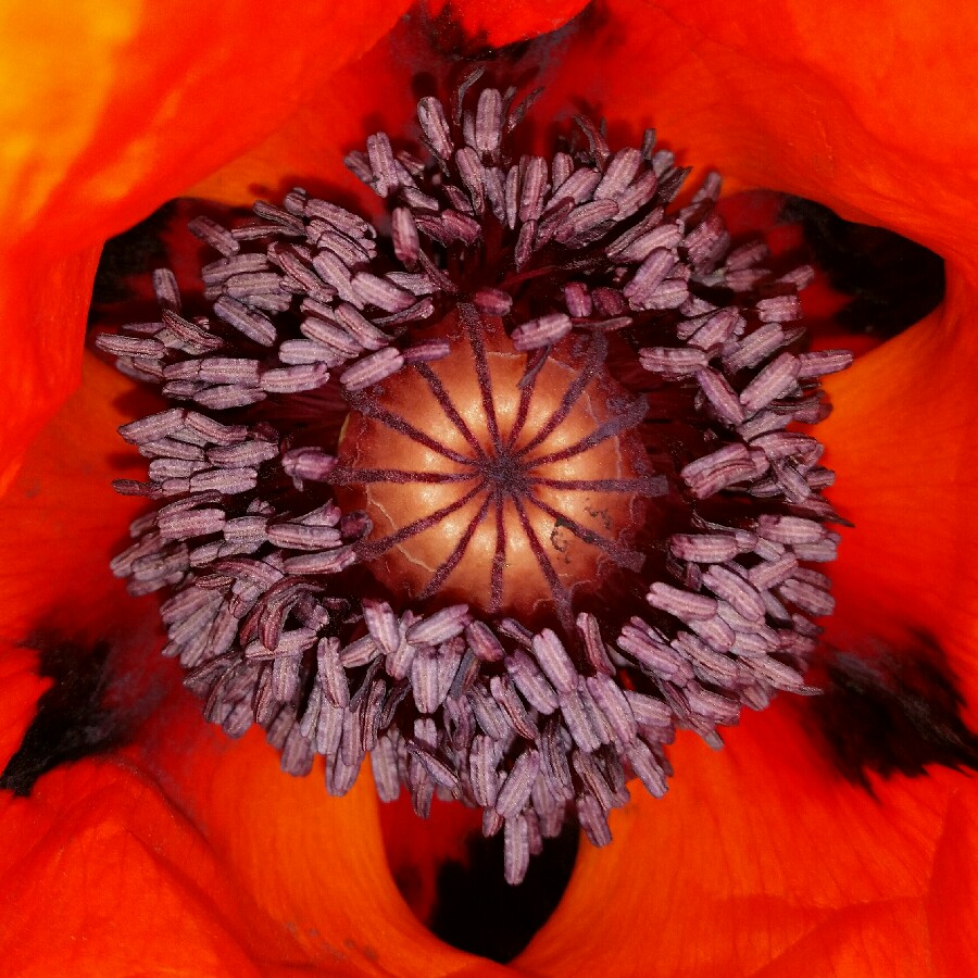 Poppy