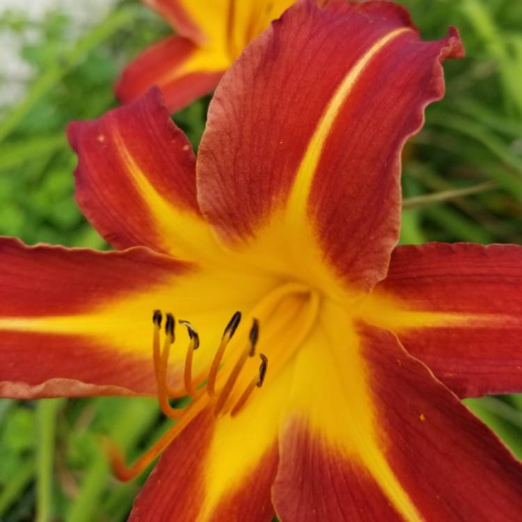 Plant image Hemerocallis 'Berlin Red Velvet'