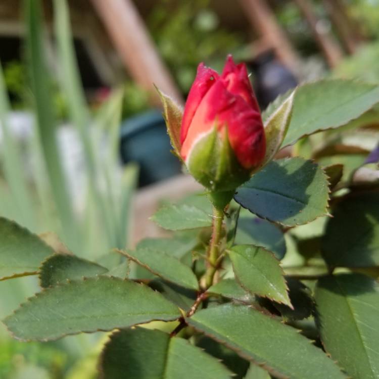 Plant image Rosa 'Camp David'