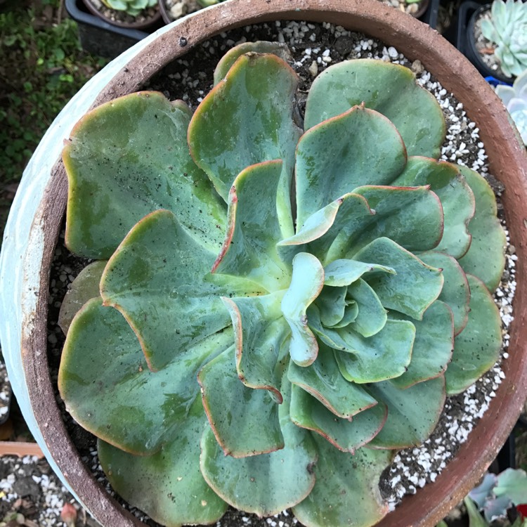 Plant image Echeveria Brilliant