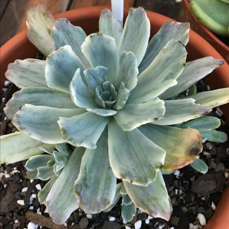 Plant image Echeveria Hoveyi