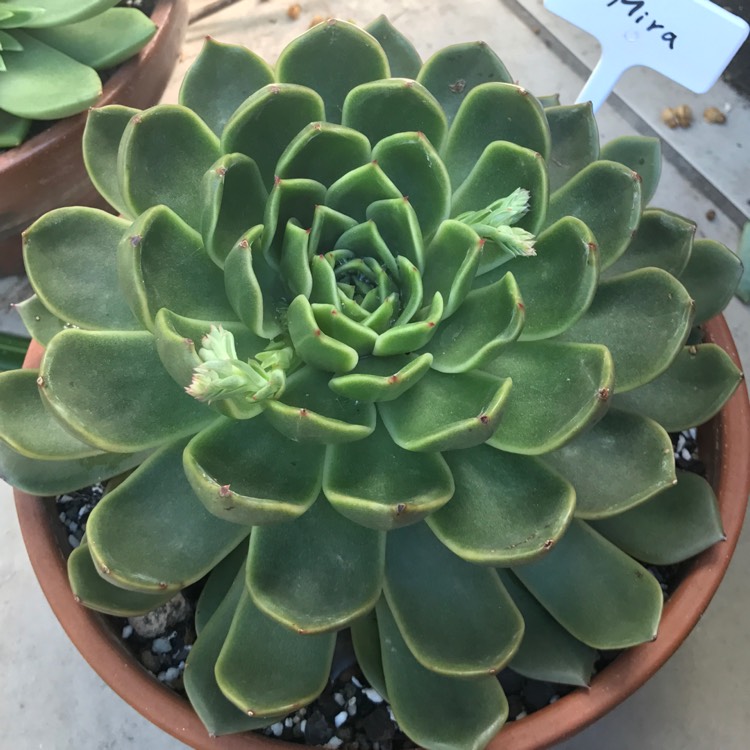 Plant image Echeveria Mira