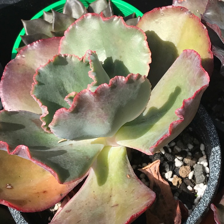 plant image 776548