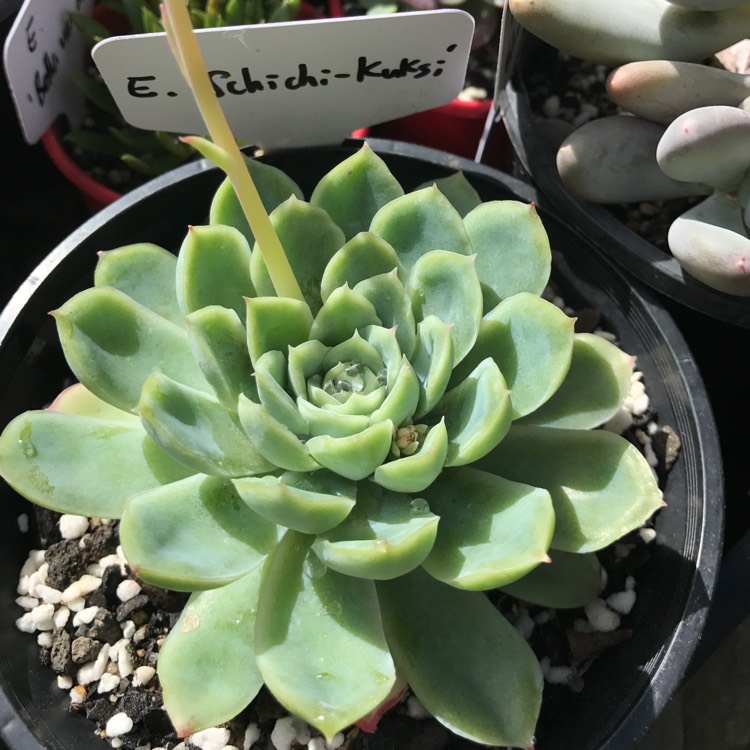 plant image 776979 plant image 776979