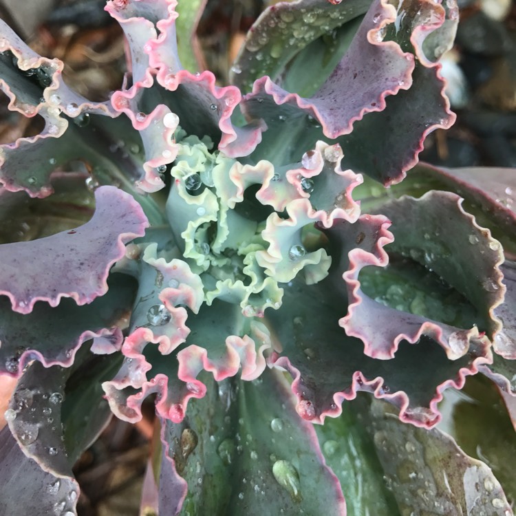 plant image 778630