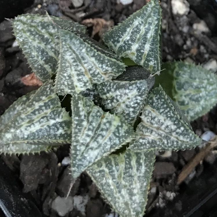 Plant image Haworthia emelyae 'Snow Scene'
