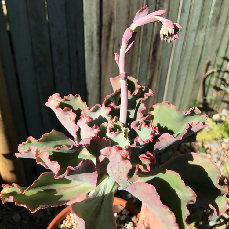 plant image 785367