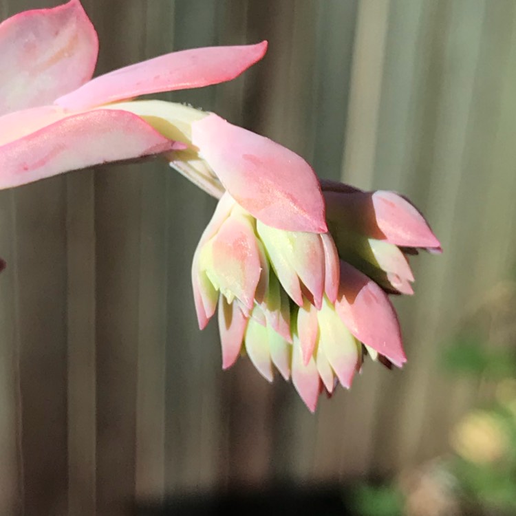 plant image 785368