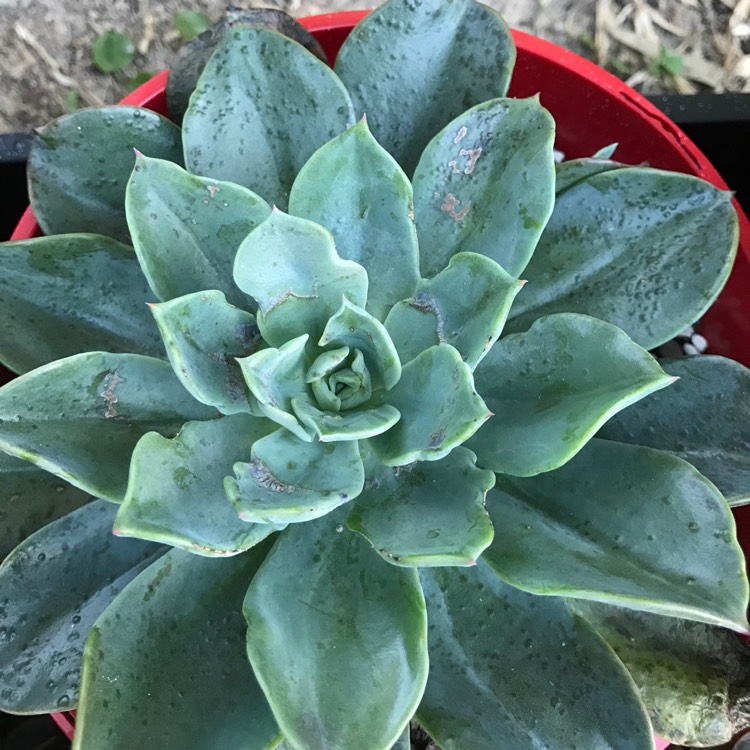 Plant image Echeveria Blue Prince