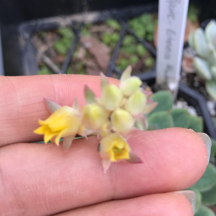 plant image 787910
