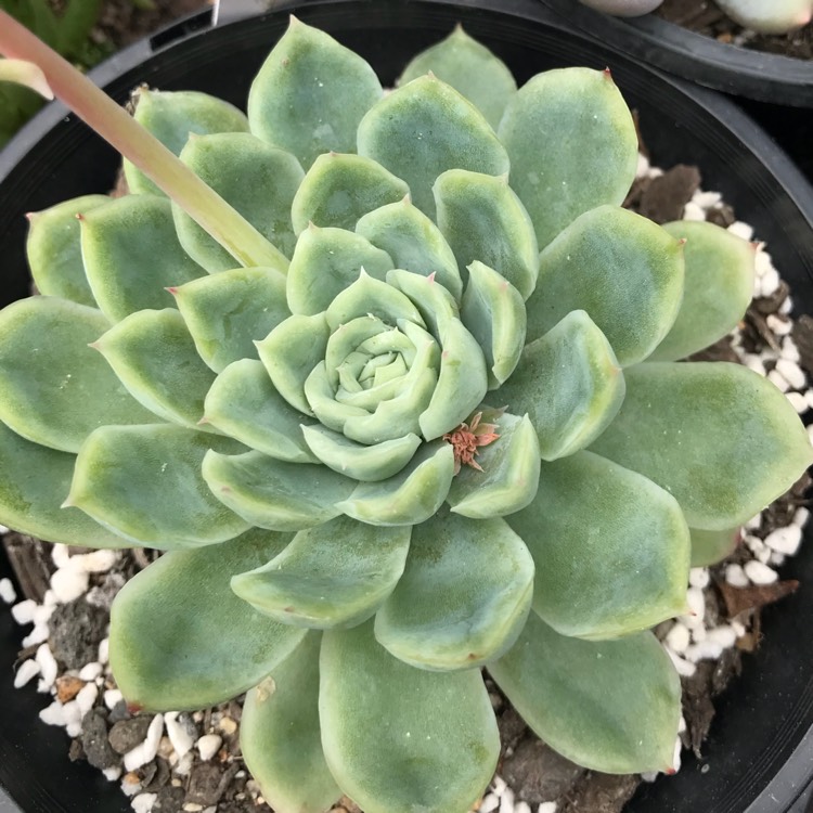 plant image 787937 plant image 787937