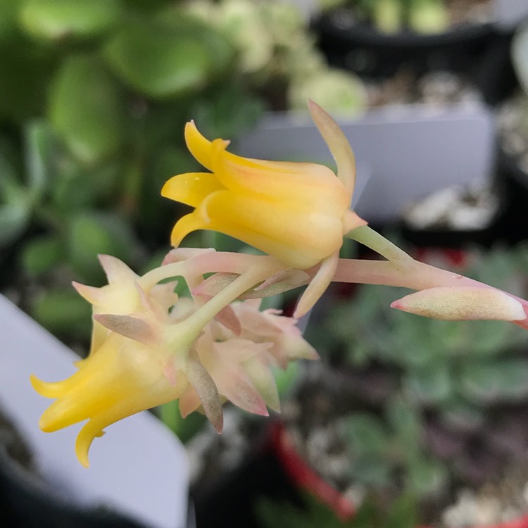 Plant image Echeveria Schichi-Kuksi