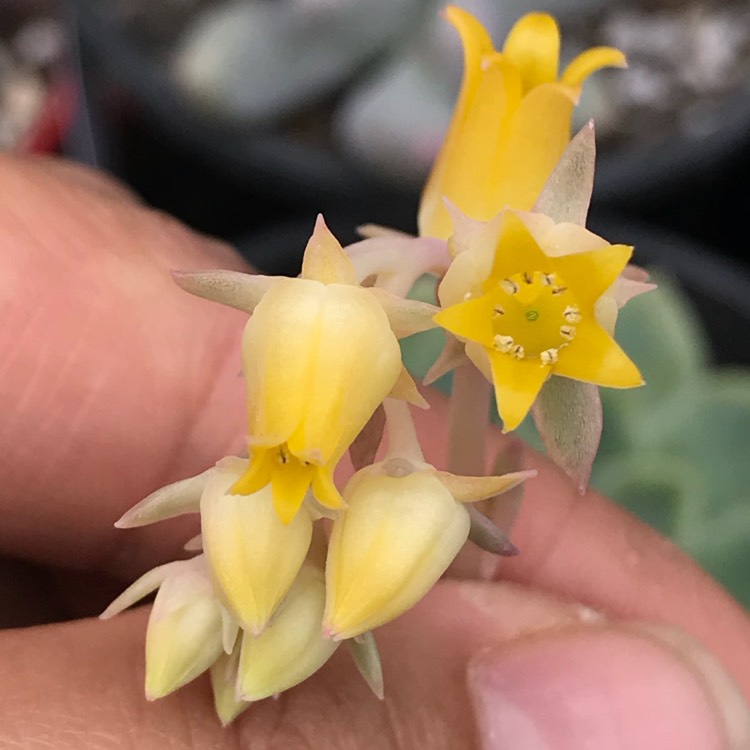 Plant image Echeveria Schichi-Kuksi