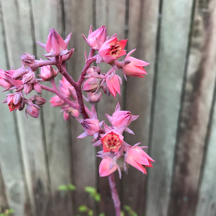 Plant image Echeveria War Dancer