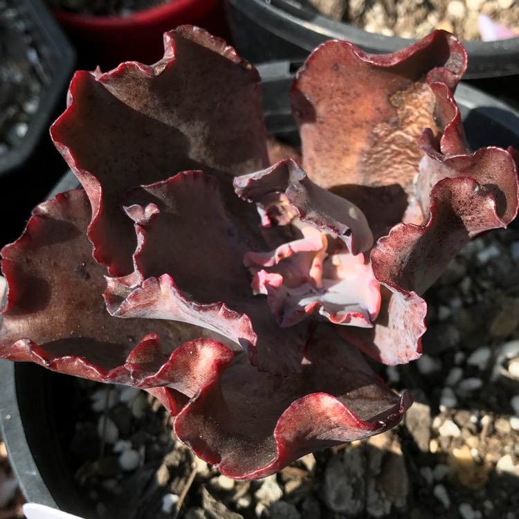Plant image Echeveria Chocolate Ruffles