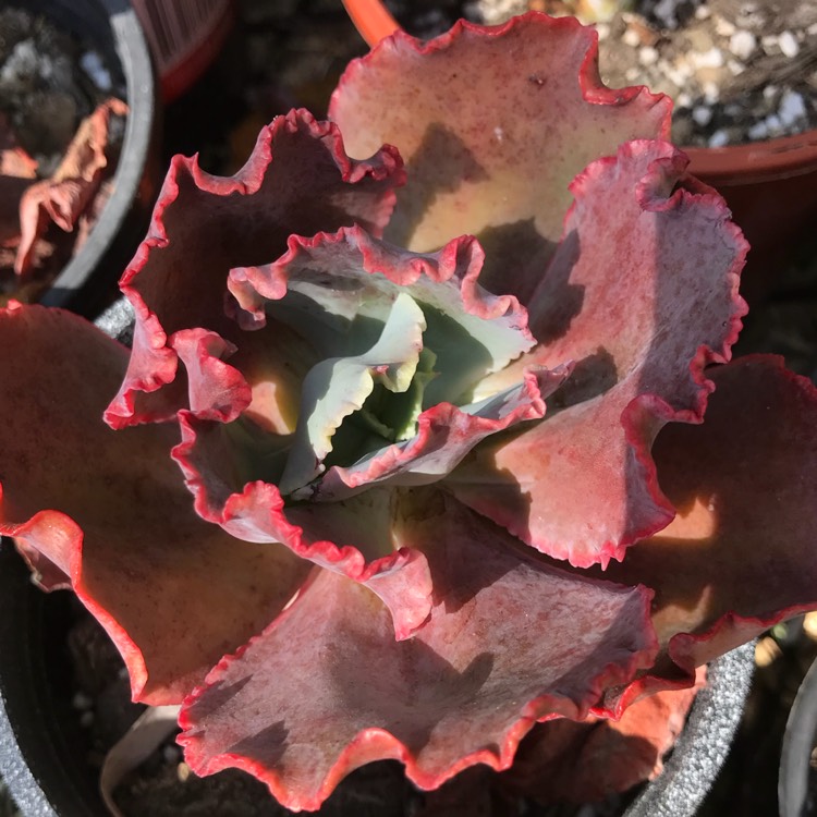Plant image Echeveria Red Sails