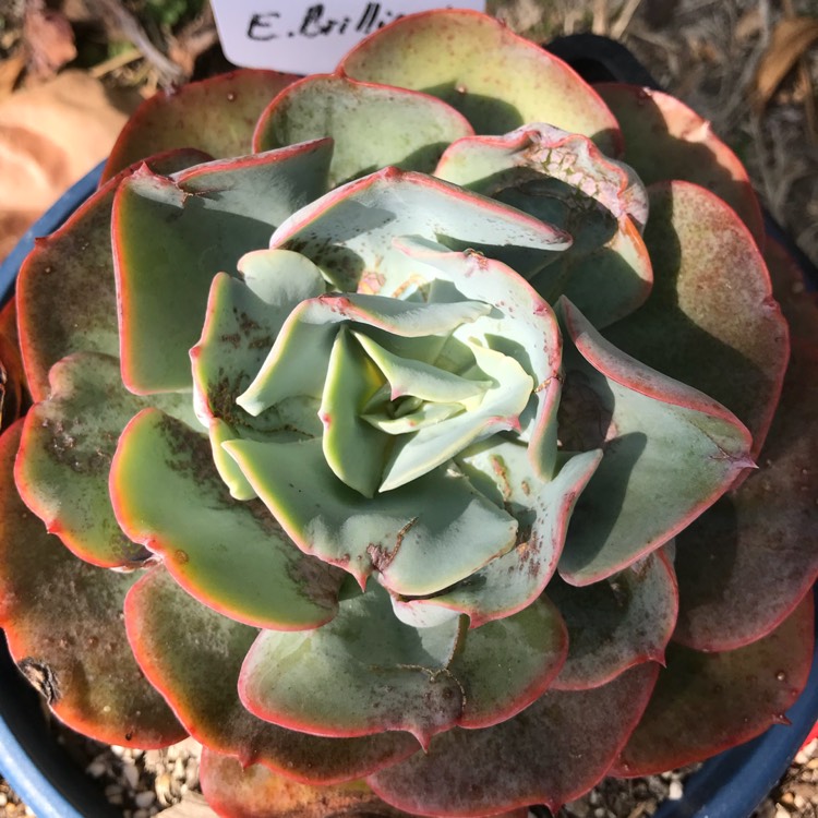 plant image 829924