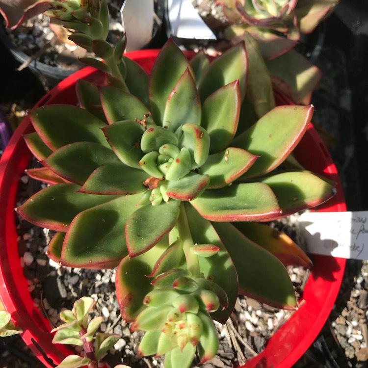 Plant image Echeveria Agavoides Jade Point