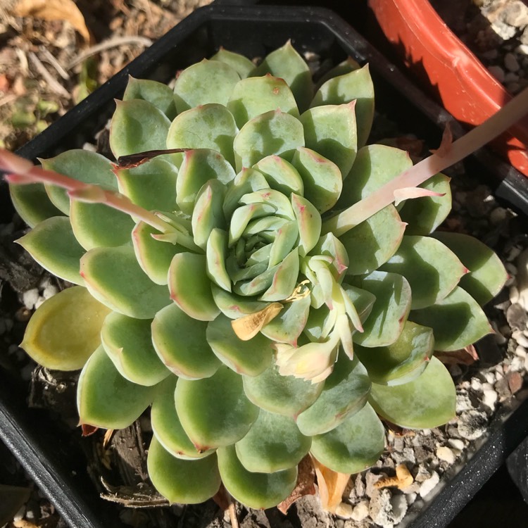 Plant image Echeveria Nixiana