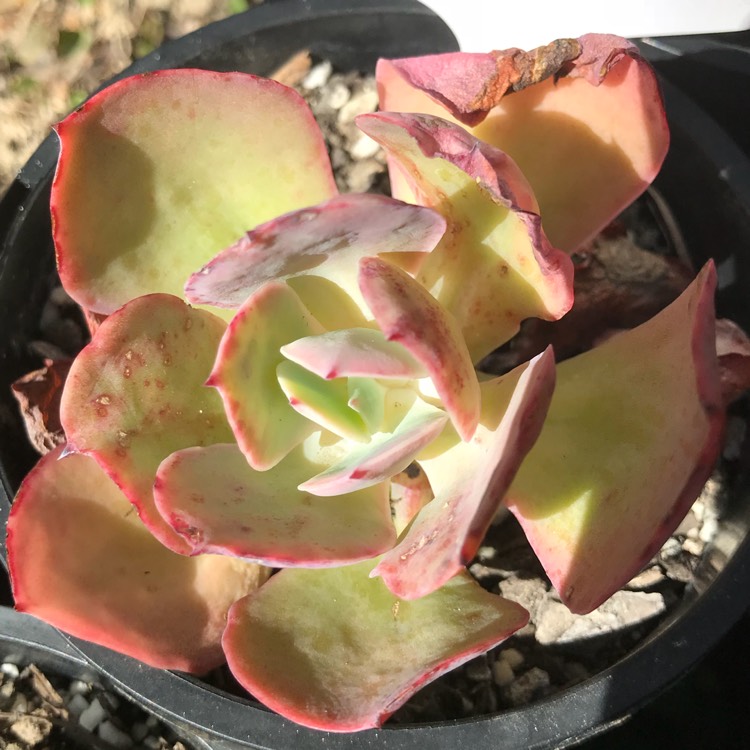plant image 829974
