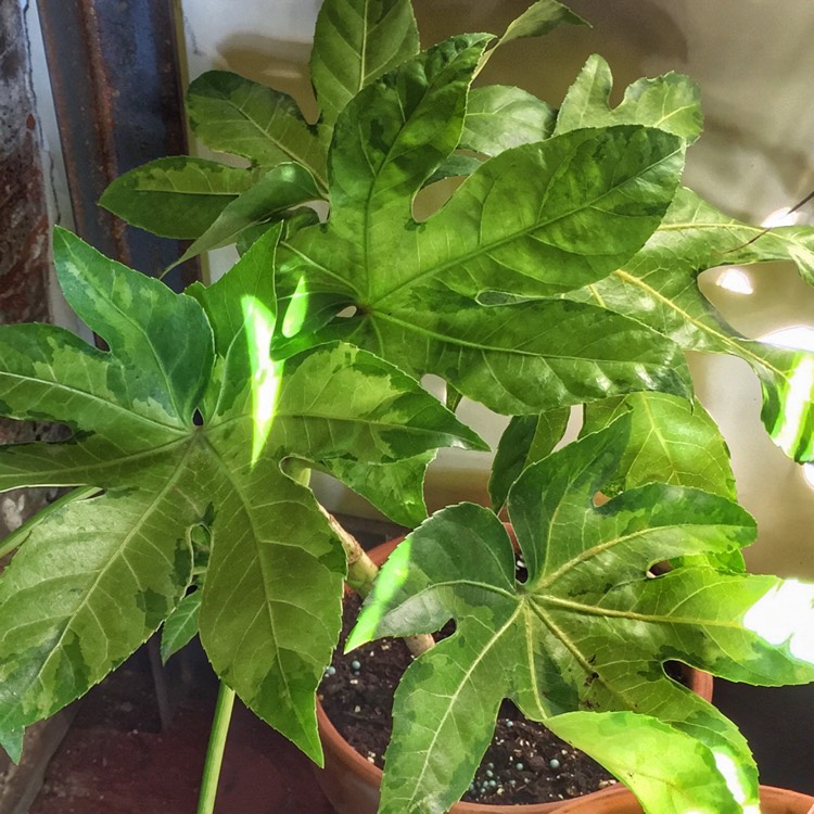 Plant image Fatsia japonica 'Variegata'