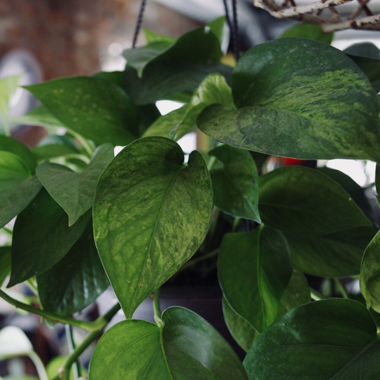 Plant image Epipremnum aureum 'Jessenia'