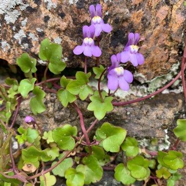 Ivy-leaved Toadflax