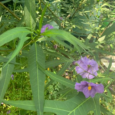 Chris's garden