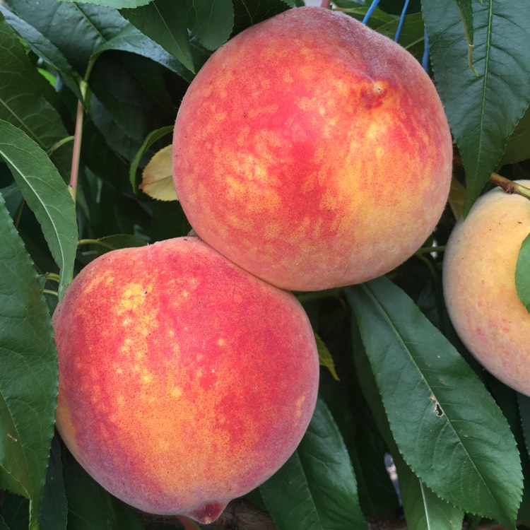 Plant image Prunus persica 'Avalon Pride'