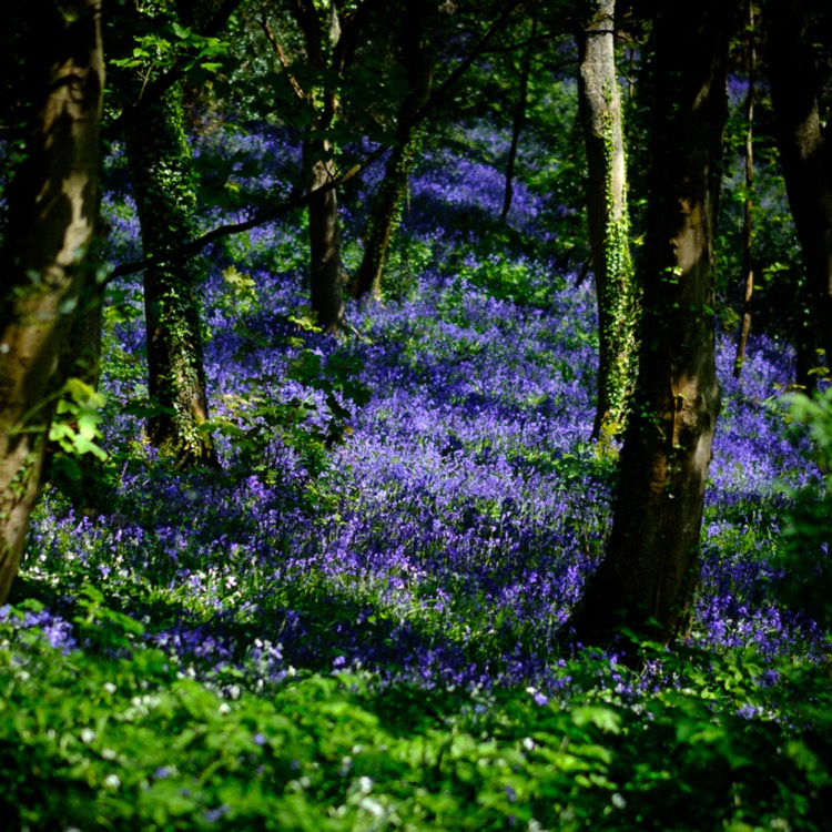 Plant image Hyacinthoides non-scripta 'Wavertree'