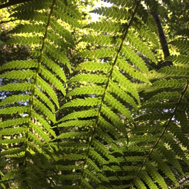 Tasmanian Tree Fern