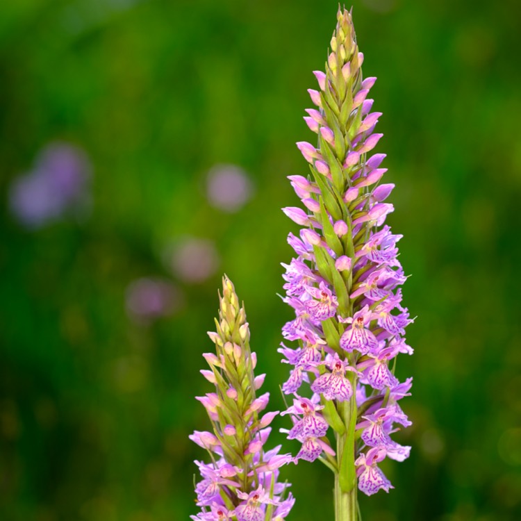 Plant image Dactylorhiza fuchsii