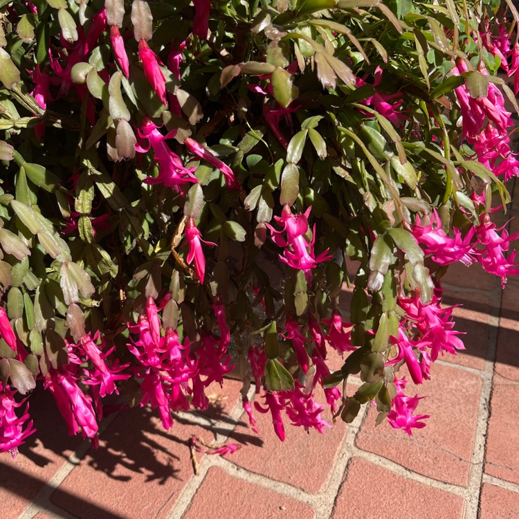 Plant image Schlumbergera Bright Pink