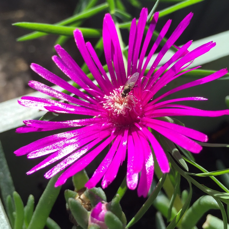 Delosperma cooperi syn. Mesembryanthemum cooperi
