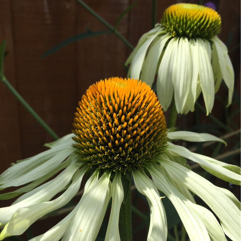 plant image 180965