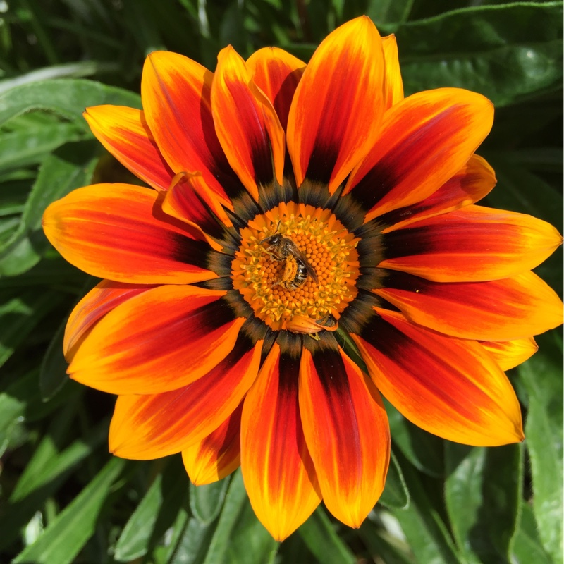 Plant image Gazania 'Orange Flame'