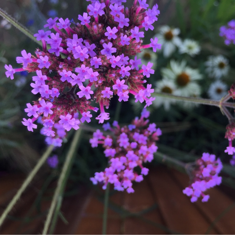 plant image 186053