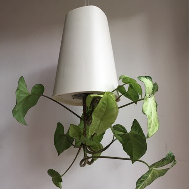 Syngonium podophyllum