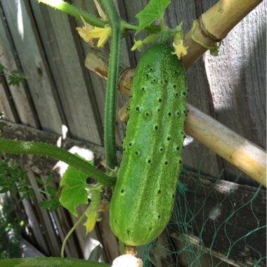 Cucumis sativus 'Cornichon de Paris'
